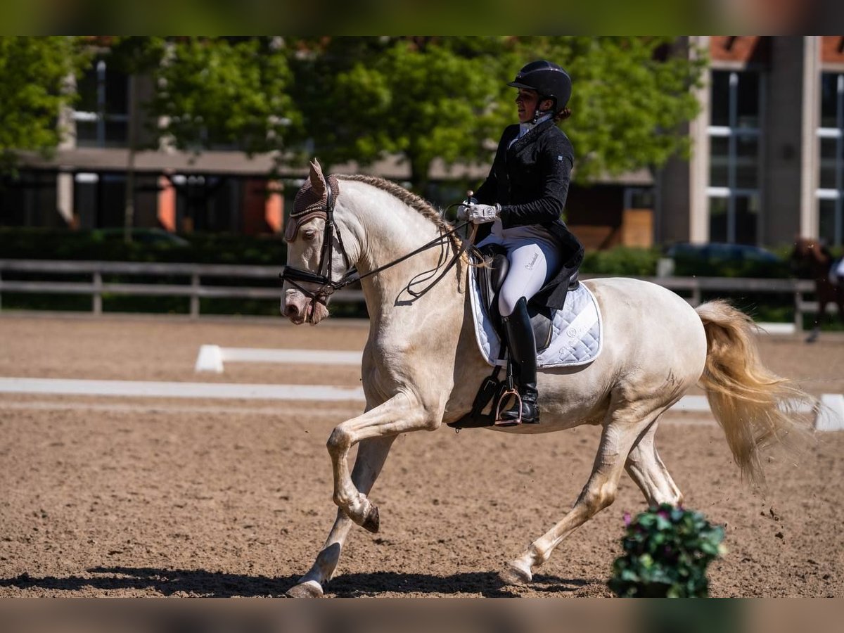 PRE Croisé Hongre 10 Ans 165 cm Cremello in Riga