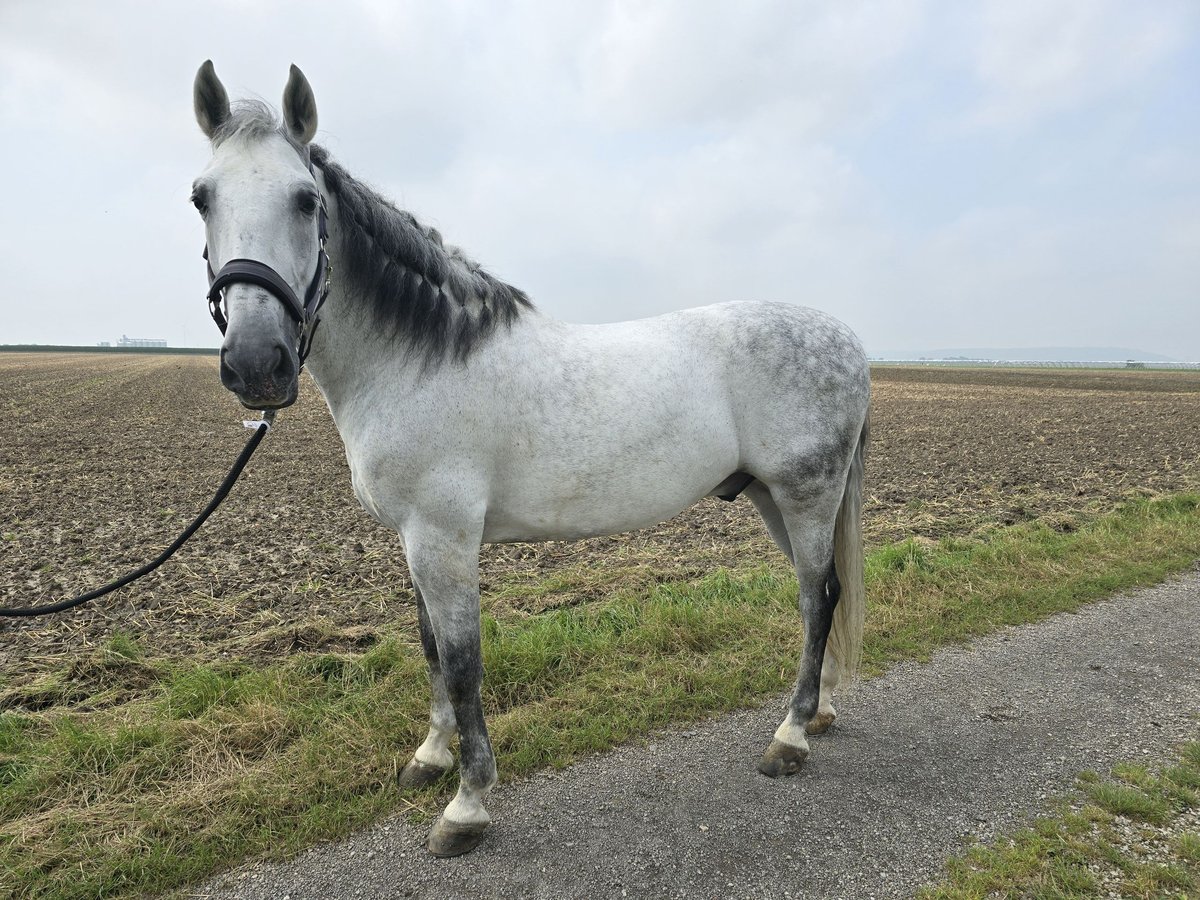 PRE Croisé Hongre 10 Ans Gris pommelé in Rommerskirchen