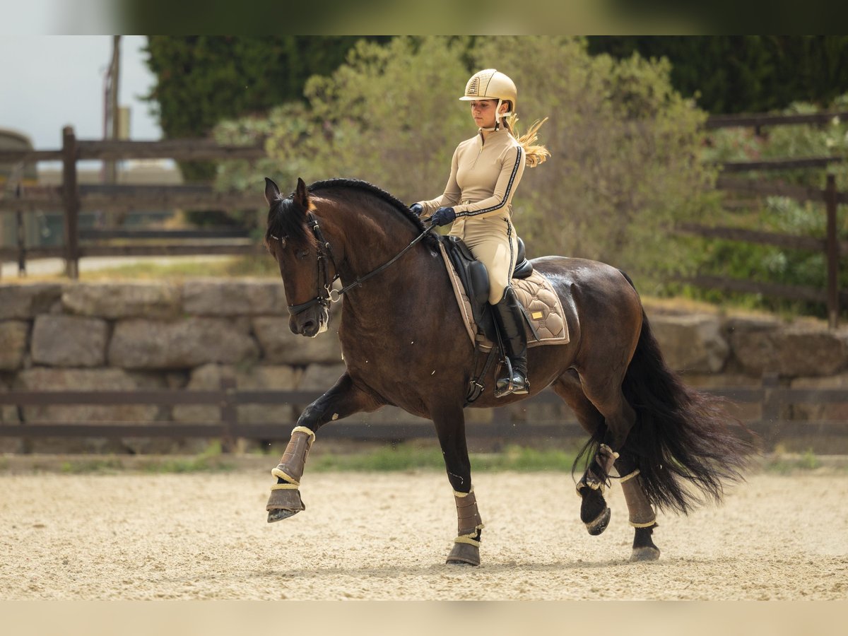 PRE Croisé Hongre 12 Ans 163 cm Bai brun in Santa Perpetua de Mogoda