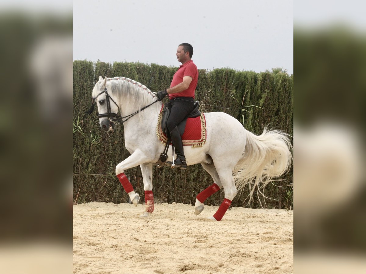 PRE Croisé Hongre 12 Ans 163 cm Gris in Jerez De La Frontera