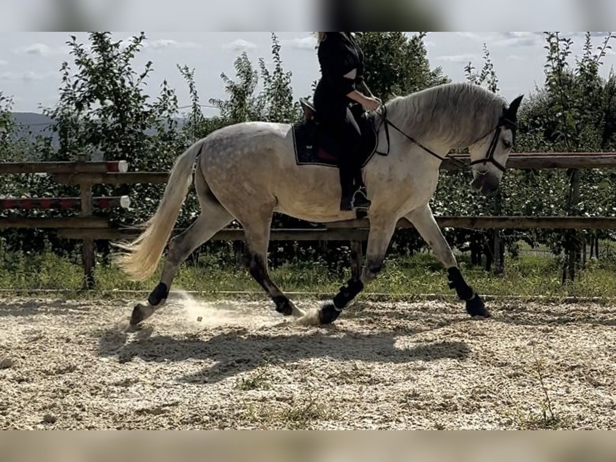 PRE Croisé Hongre 12 Ans 167 cm Gris in Neuwied