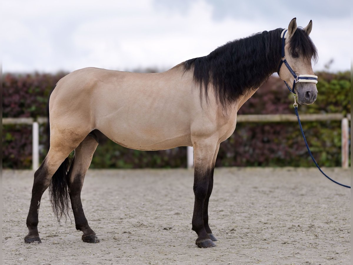 PRE Croisé Hongre 12 Ans 168 cm Buckskin in Neustadt (Wied)