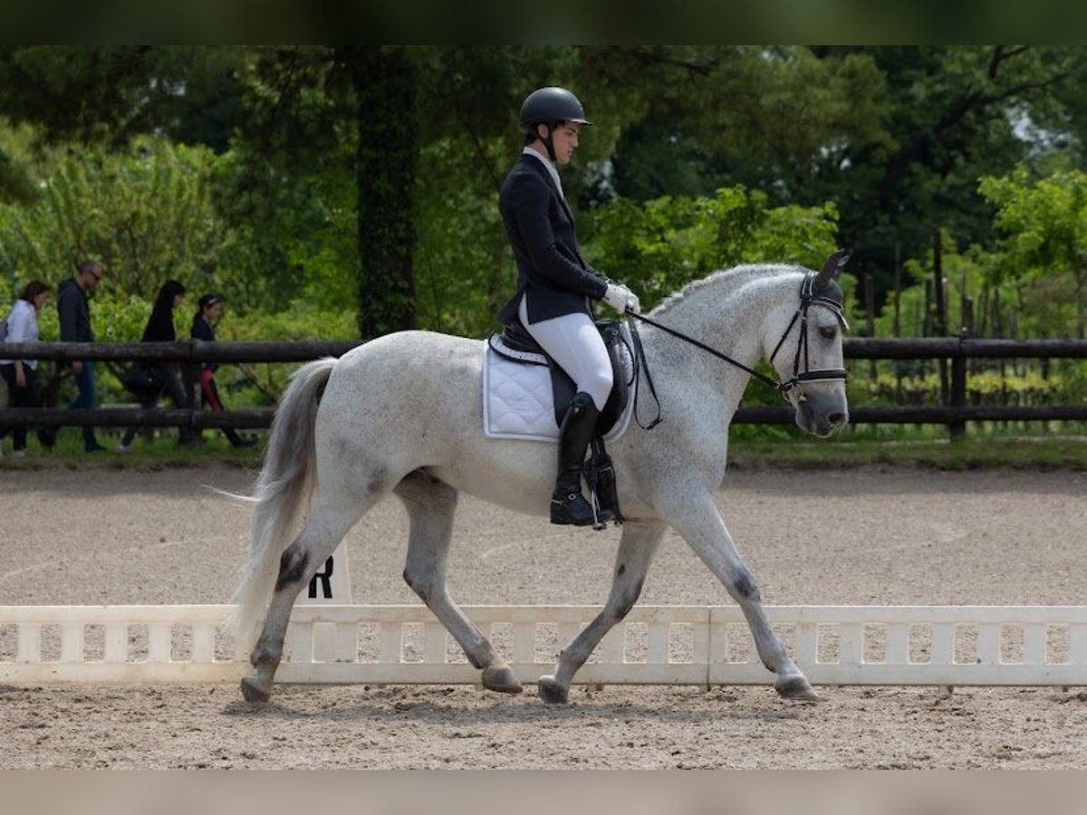 PRE Hongre 13 Ans 164 cm Gris in Moggio Di Sopra