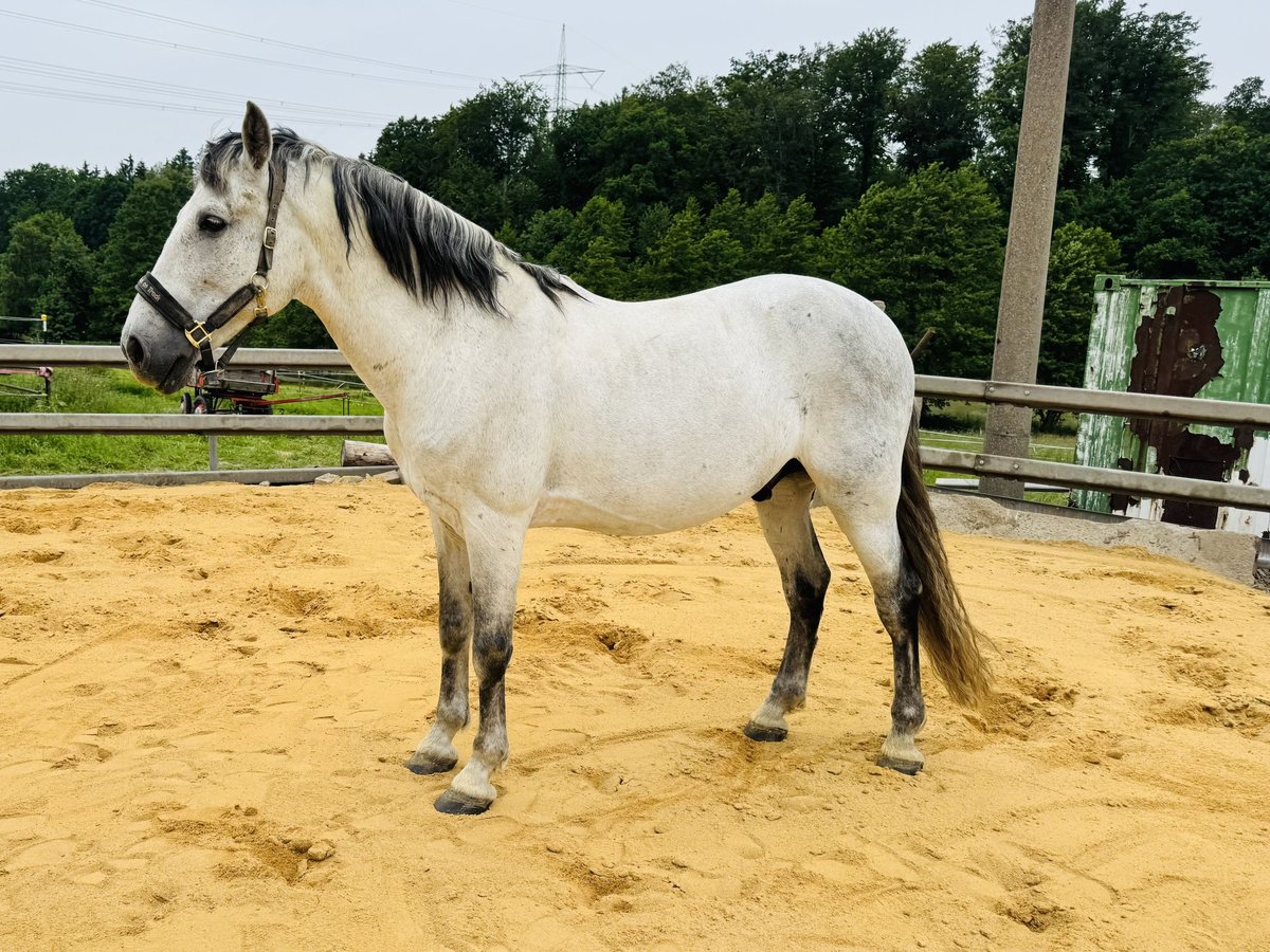 PRE Croisé Hongre 14 Ans 163 cm Gris in Niederdorf