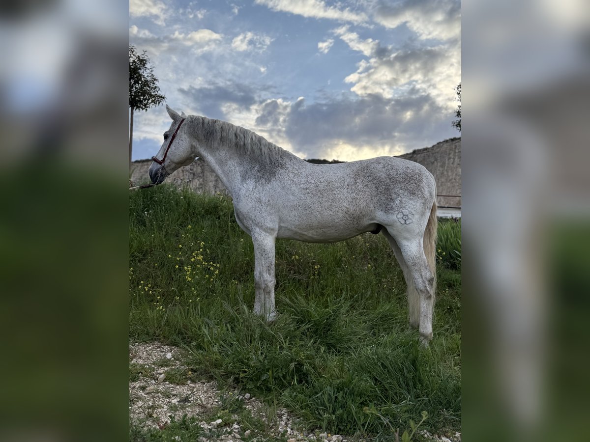 PRE Croisé Hongre 14 Ans 166 cm Gris in Fuendetodos