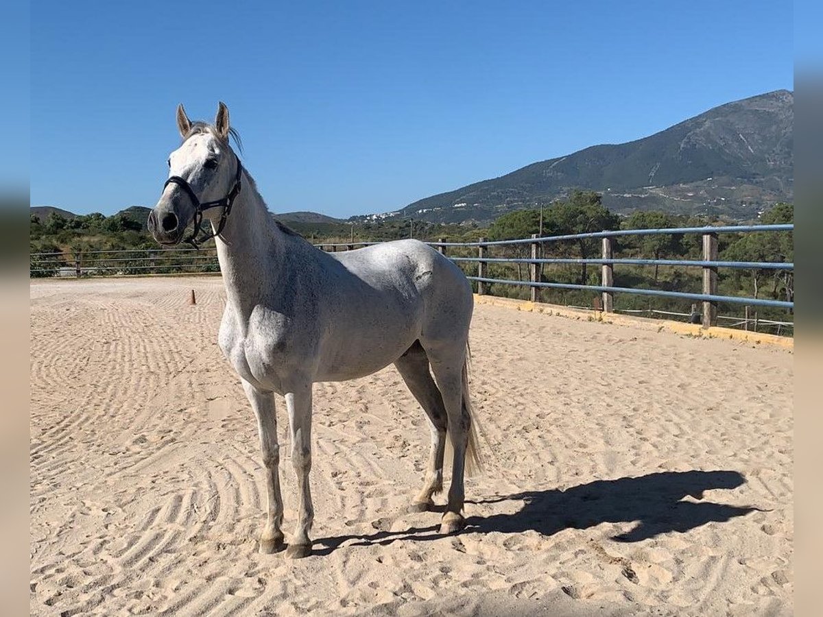 PRE Croisé Hongre 15 Ans 170 cm Gris in M&#xE1;laga