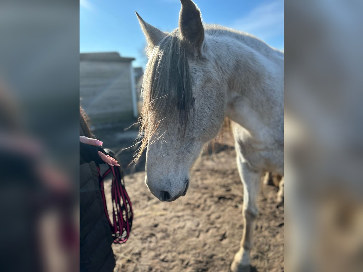 PRE Croisé Hongre 16 Ans Gris pommelé in Trebbin