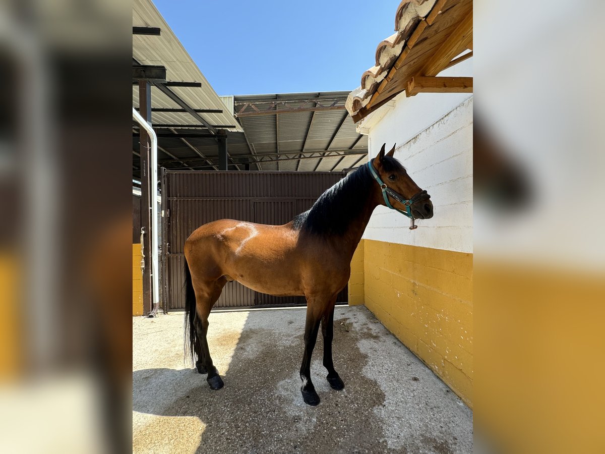 PRE Croisé Hongre 17 Ans 165 cm Bai in Azuqueca de Henares