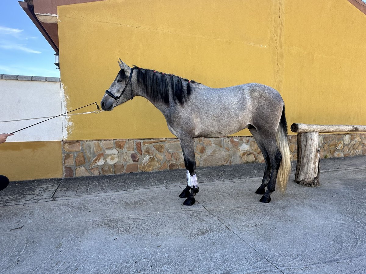 PRE Croisé Hongre 2 Ans 158 cm Gris in Valderrubio