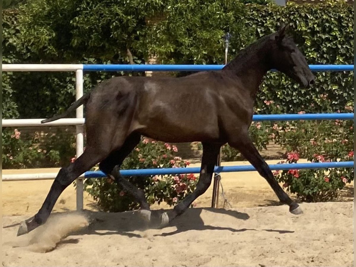 PRE Hongre 2 Ans 165 cm Noir in Fuentes De Andalucia