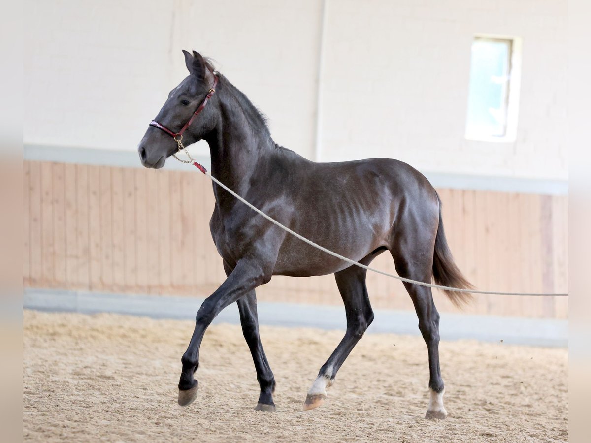 PRE Croisé Hongre 2 Ans 168 cm Gris in WarendorfWarendorf