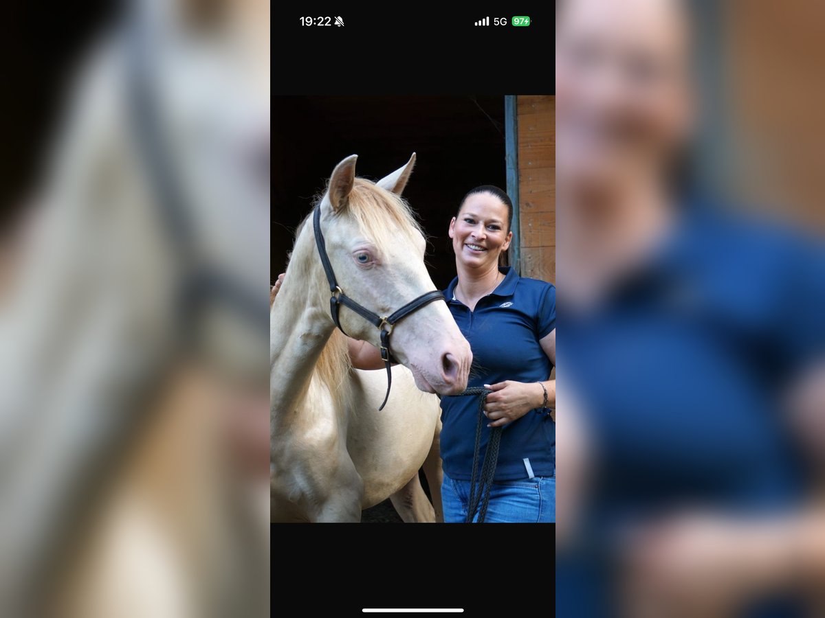 PRE Croisé Hongre 2 Ans Perle in Emsdetten