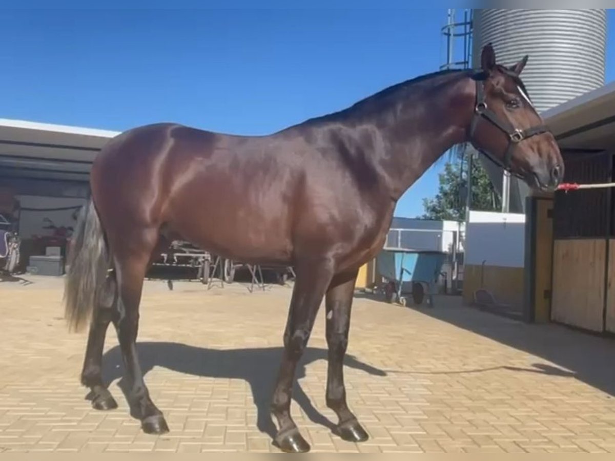 PRE Croisé Hongre 3 Ans 155 cm in Martfeld