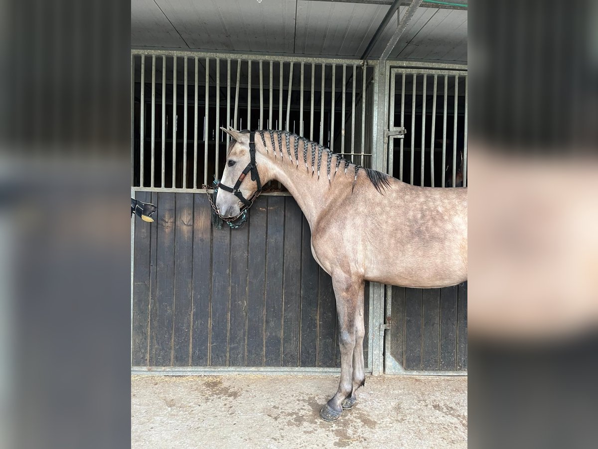 PRE Croisé Hongre 3 Ans 155 cm Gris (bai-dun) in Seeham