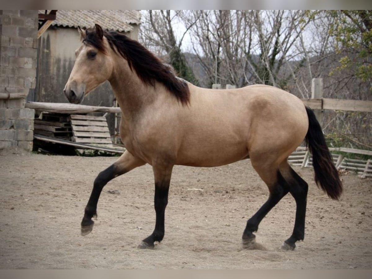 PRE Hongre 3 Ans 157 cm Buckskin in Lochen am See