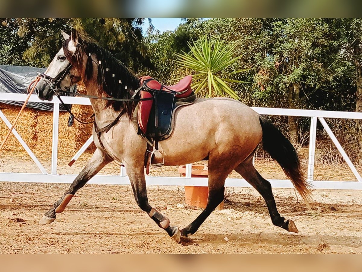 PRE Croisé Hongre 3 Ans 158 cm in Chiclana de la Frontera