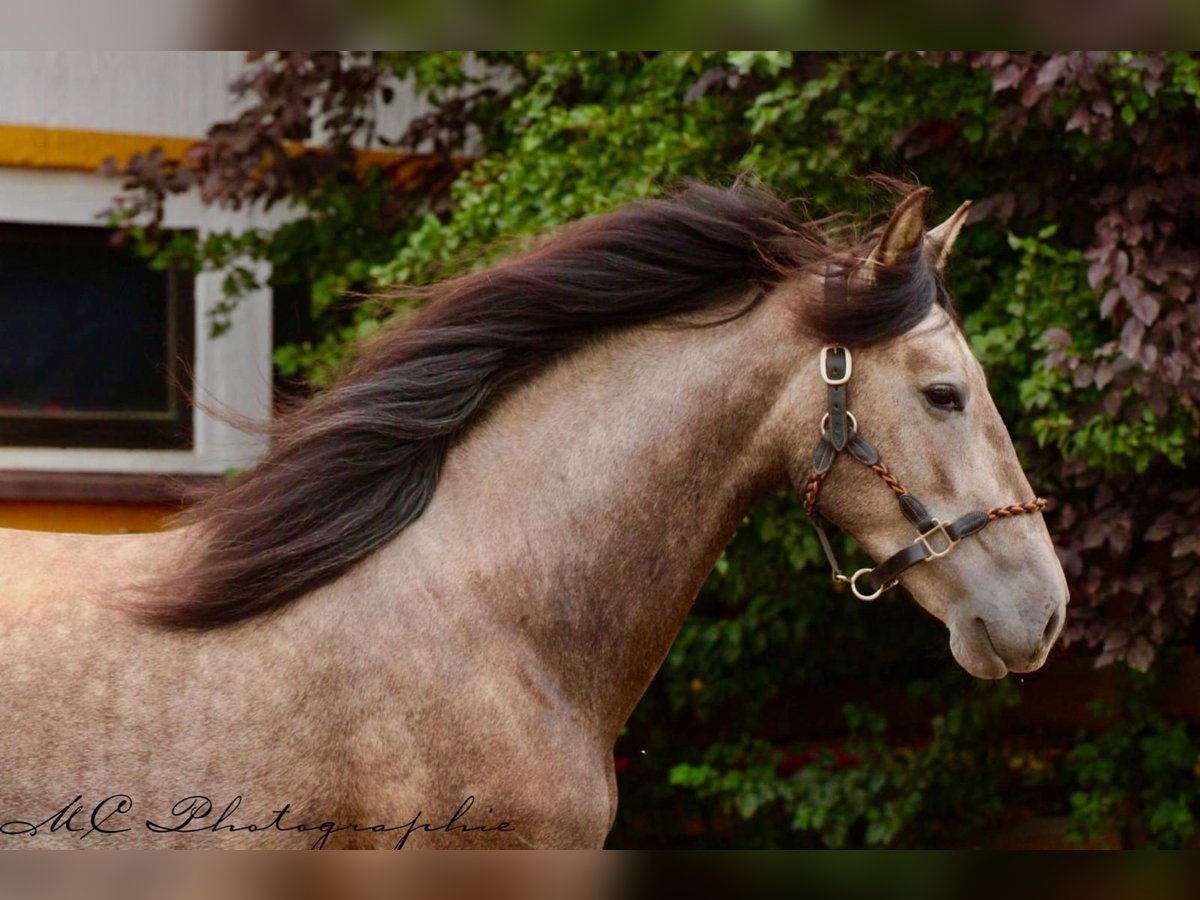 PRE Hongre 3 Ans 160 cm Gris in /Polenz