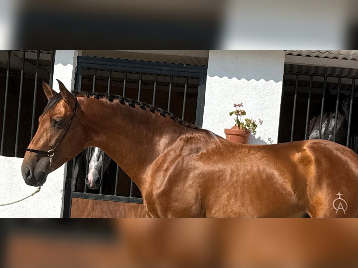 PRE Croisé Hongre 3 Ans 164 cm Buckskin in Lochen am See