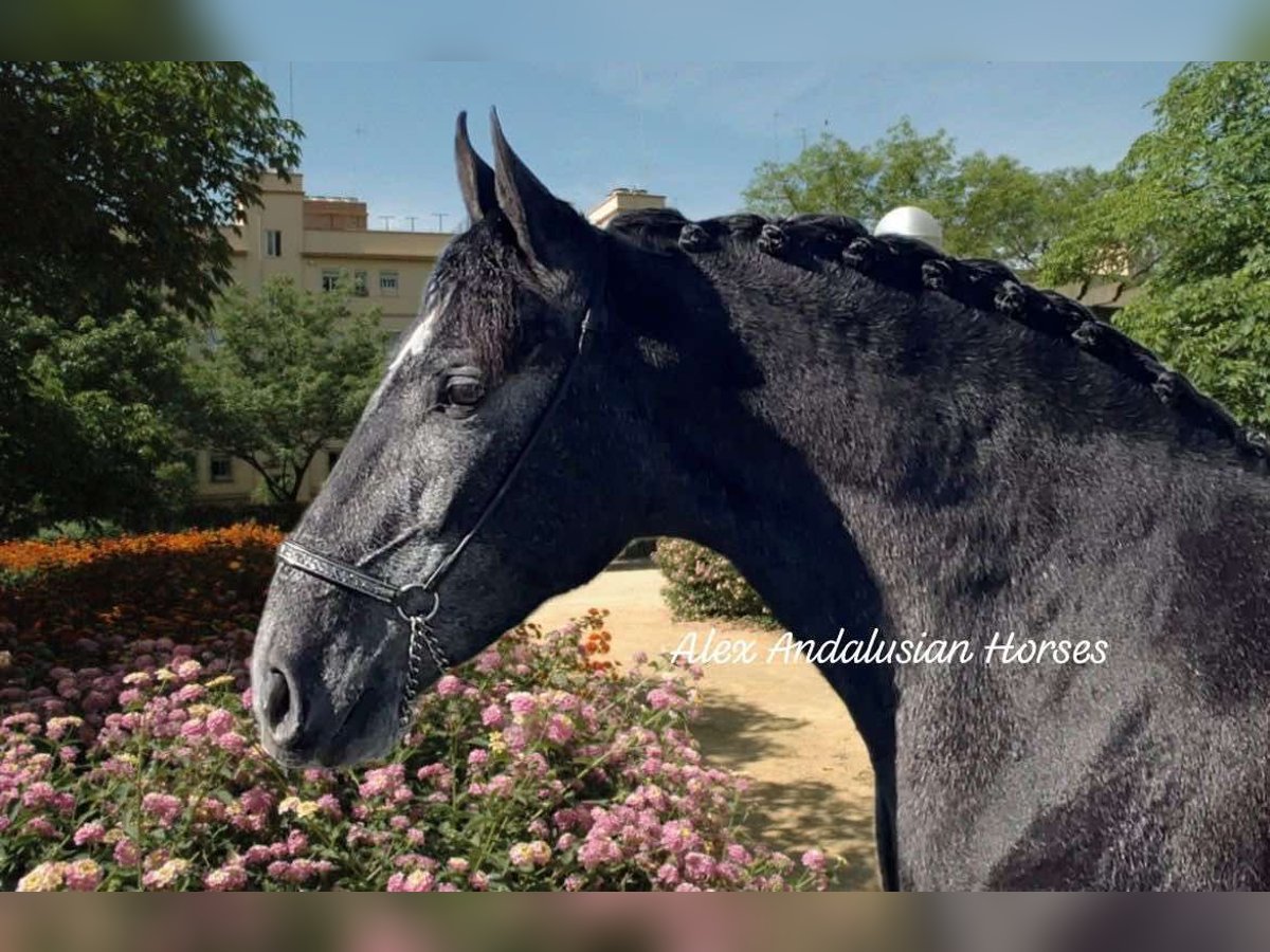 PRE Croisé Hongre 3 Ans 164 cm Gris in Sevilla