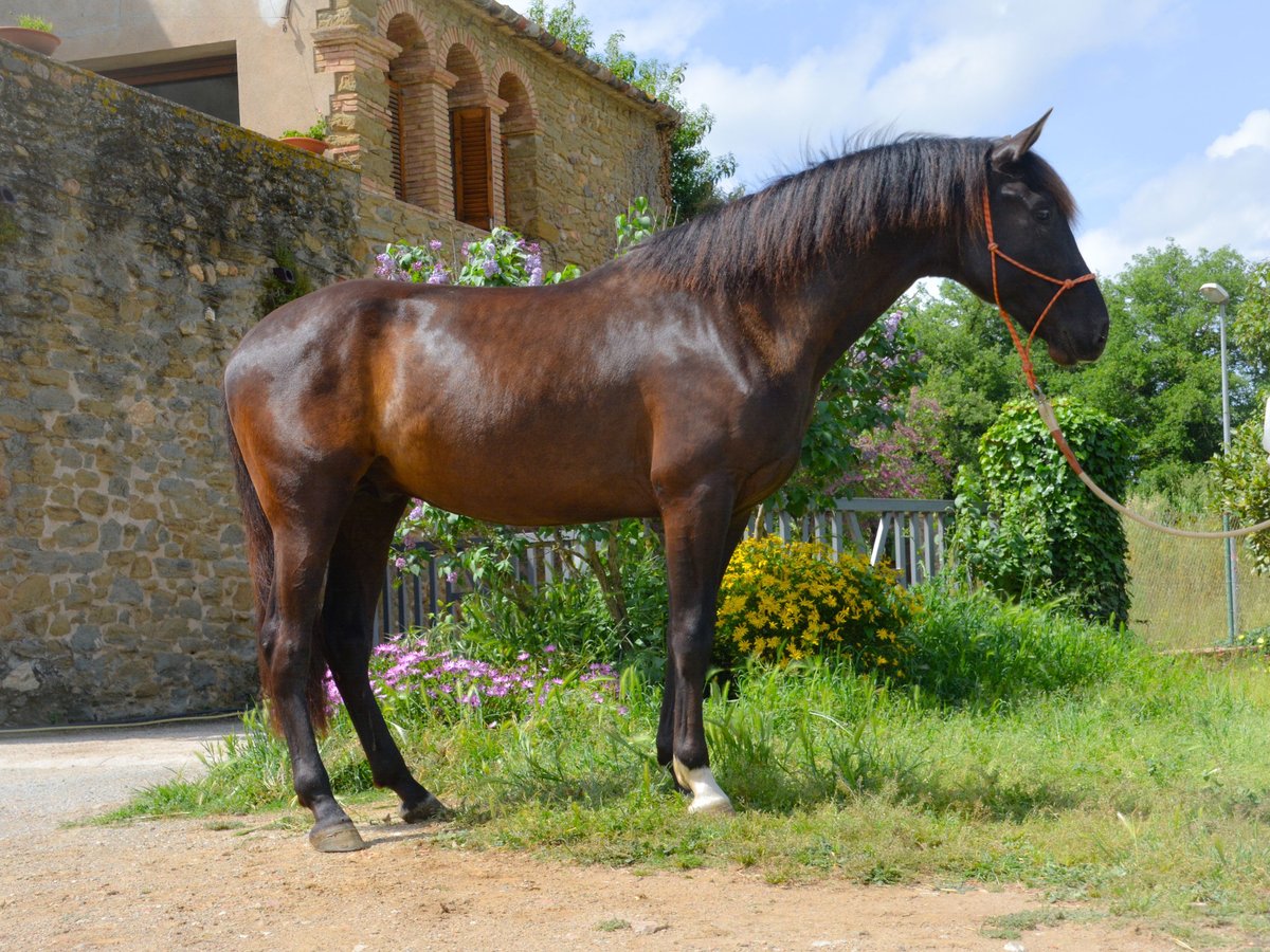 PRE Hongre 3 Ans 165 cm Noir in Matajudaica