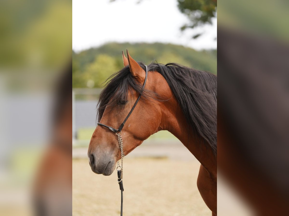 PRE Hongre 3 Ans 167 cm Bai clair in Krumbach