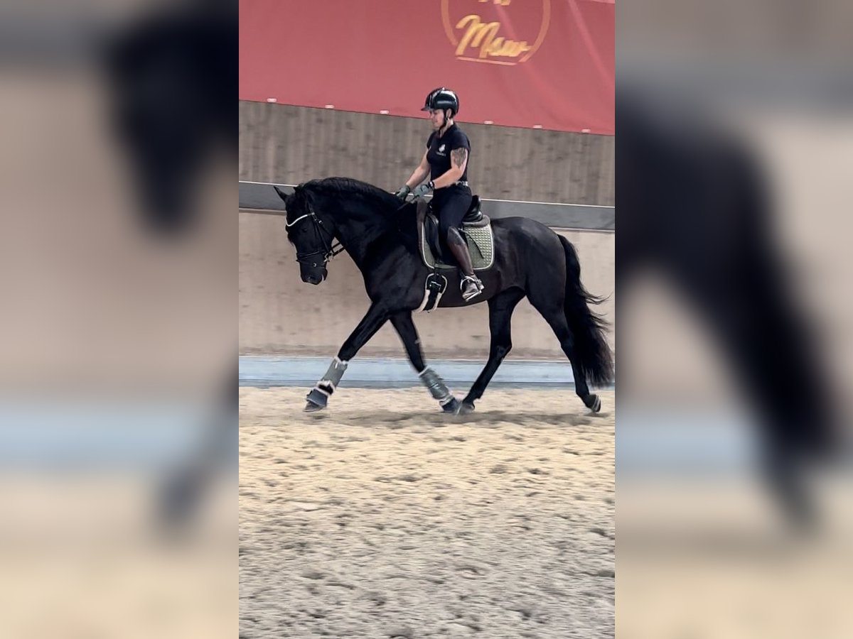 PRE Croisé Hongre 3 Ans 171 cm Noir in Warendorf