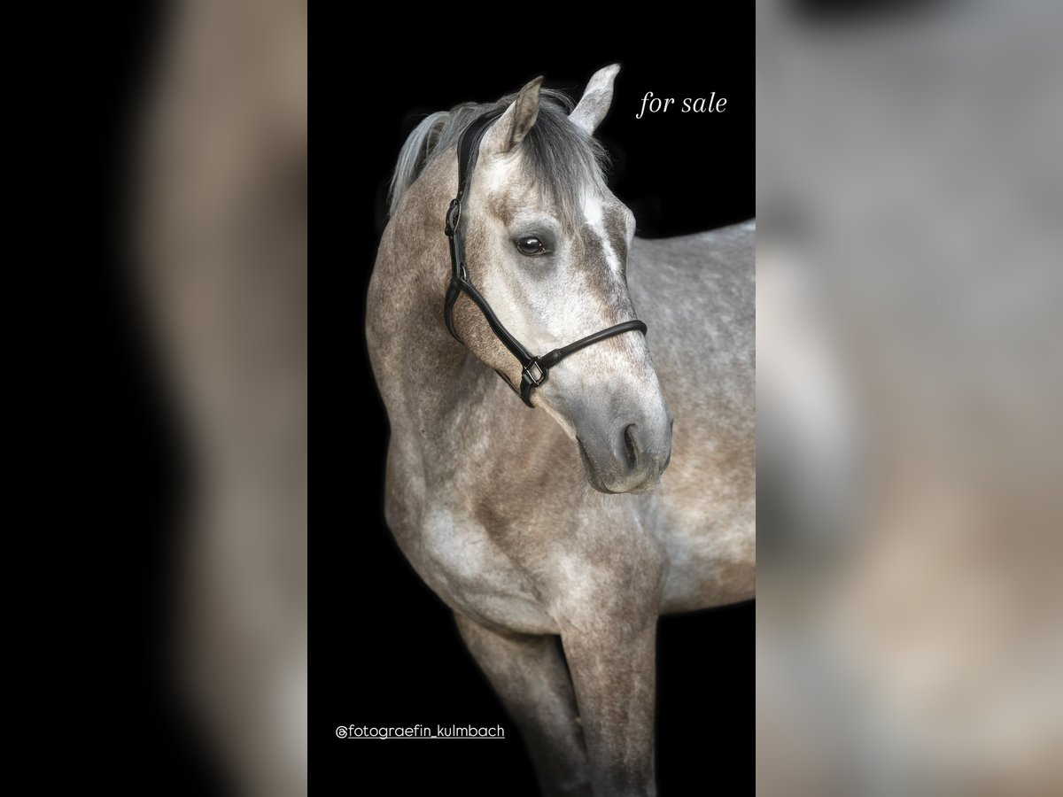 PRE Croisé Hongre 4 Ans 154 cm Aubère in Bindlach