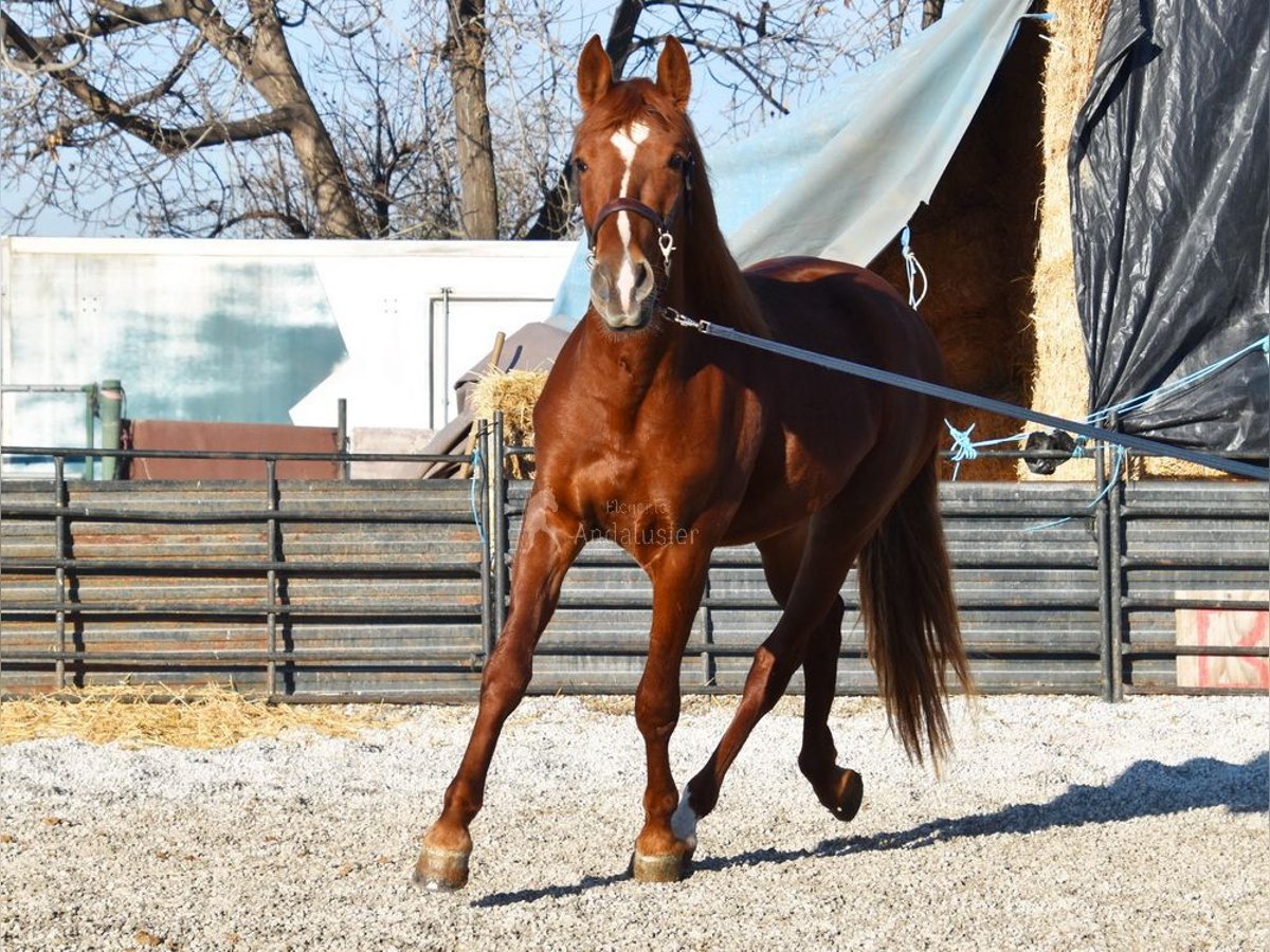 PRE Hongre 4 Ans 155 cm Alezan in Miralvalles