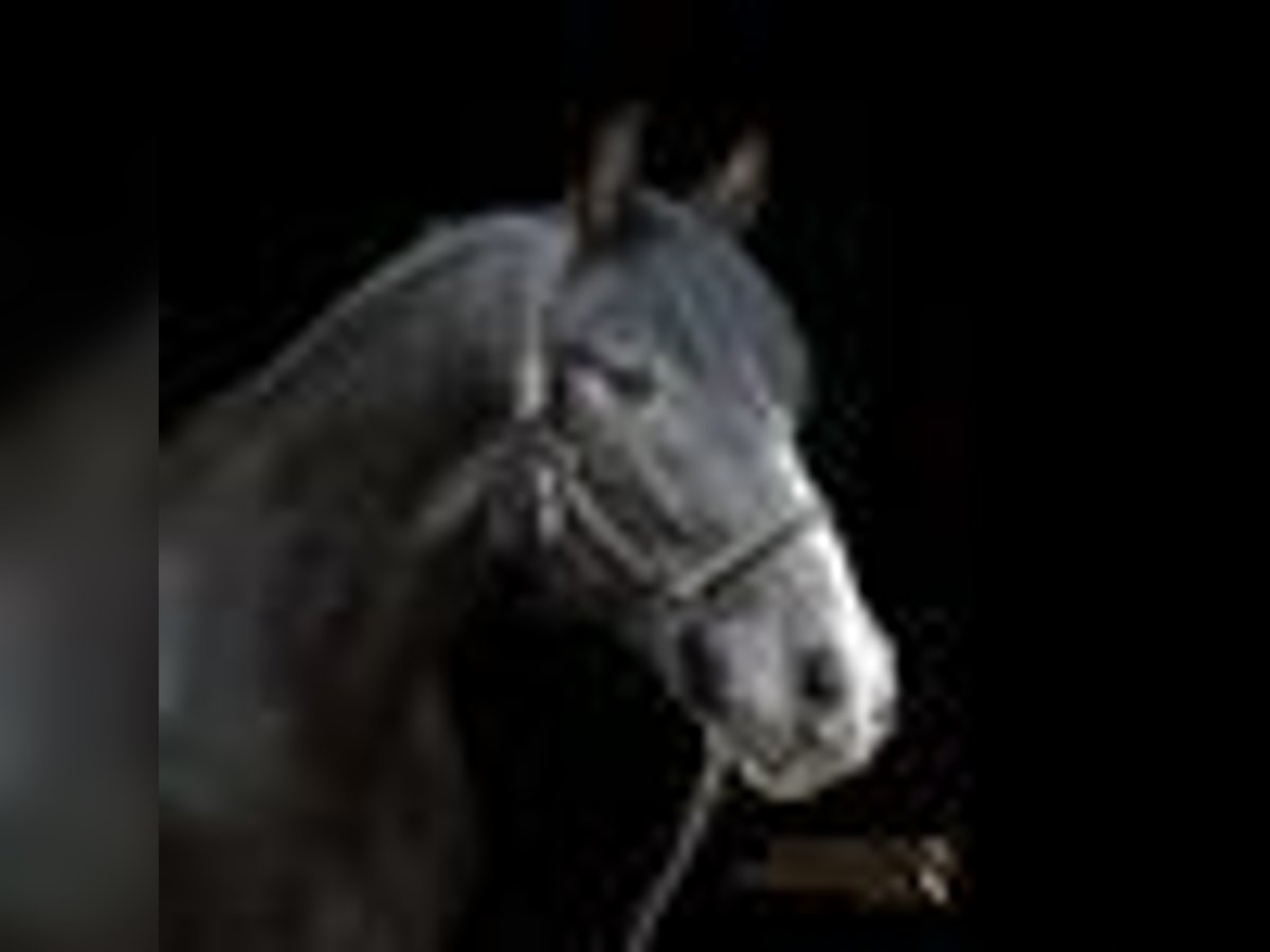 PRE Hongre 4 Ans 156 cm Gris noir in Traventhal