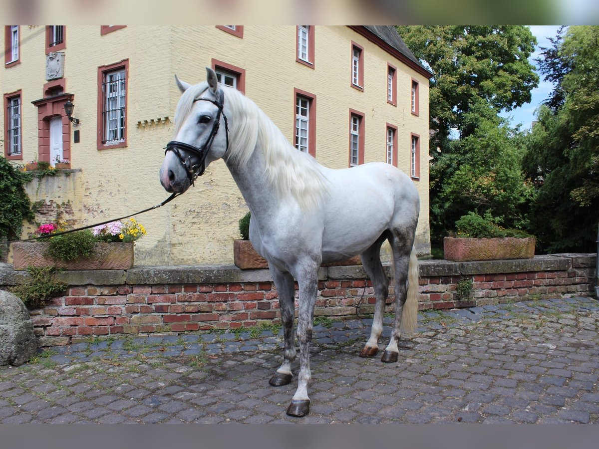 PRE Croisé Hongre 4 Ans 158 cm Gris in Rommerskirchen