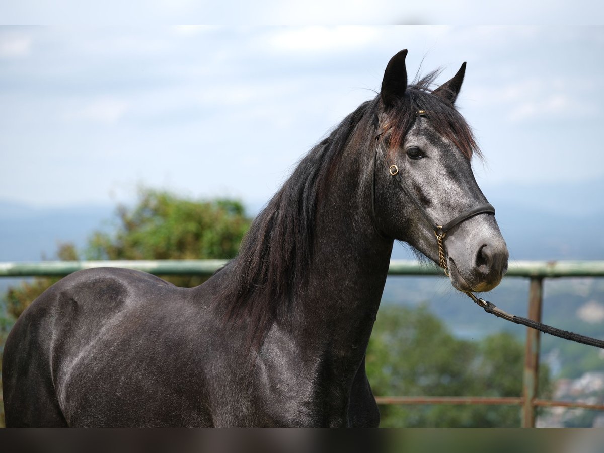 PRE Croisé Hongre 4 Ans 160 cm Gris pommelé in Hamburg