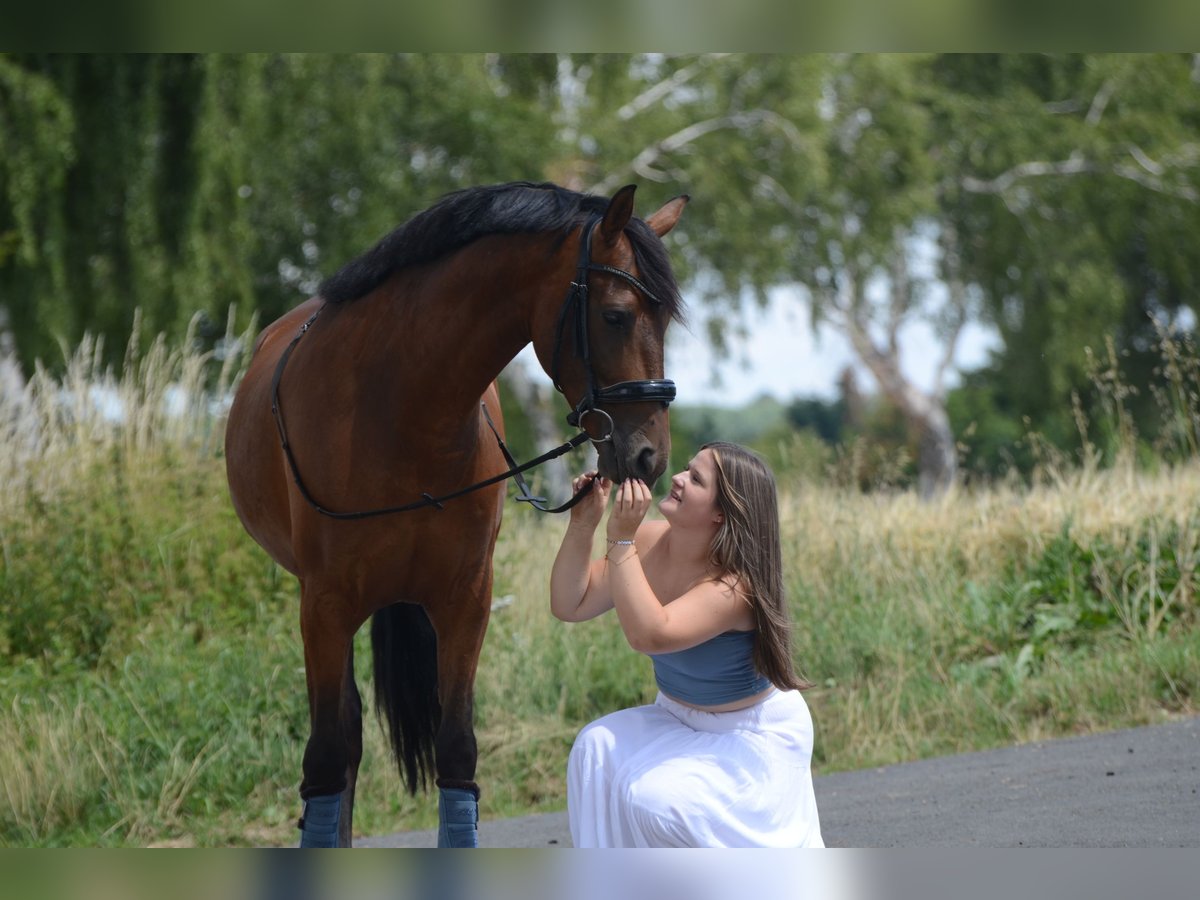 PRE Croisé Hongre 4 Ans 161 cm Bai in Grebenhain