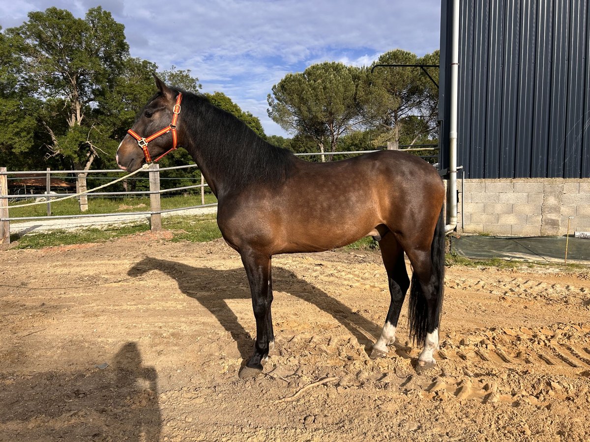 PRE Croisé Hongre 4 Ans 163 cm Bai brun foncé in Monestier