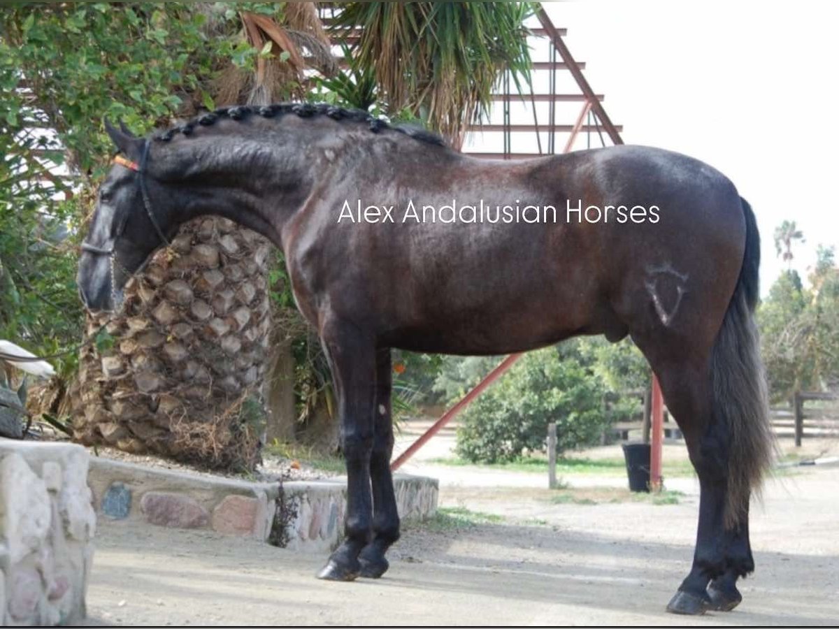 PRE Croisé Hongre 4 Ans 164 cm Gris in Sevilla