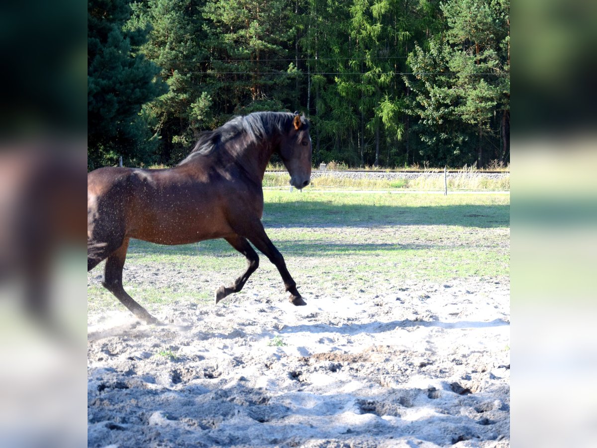 PRE Croisé Hongre 4 Ans 165 cm Bai brun in Tuczepy