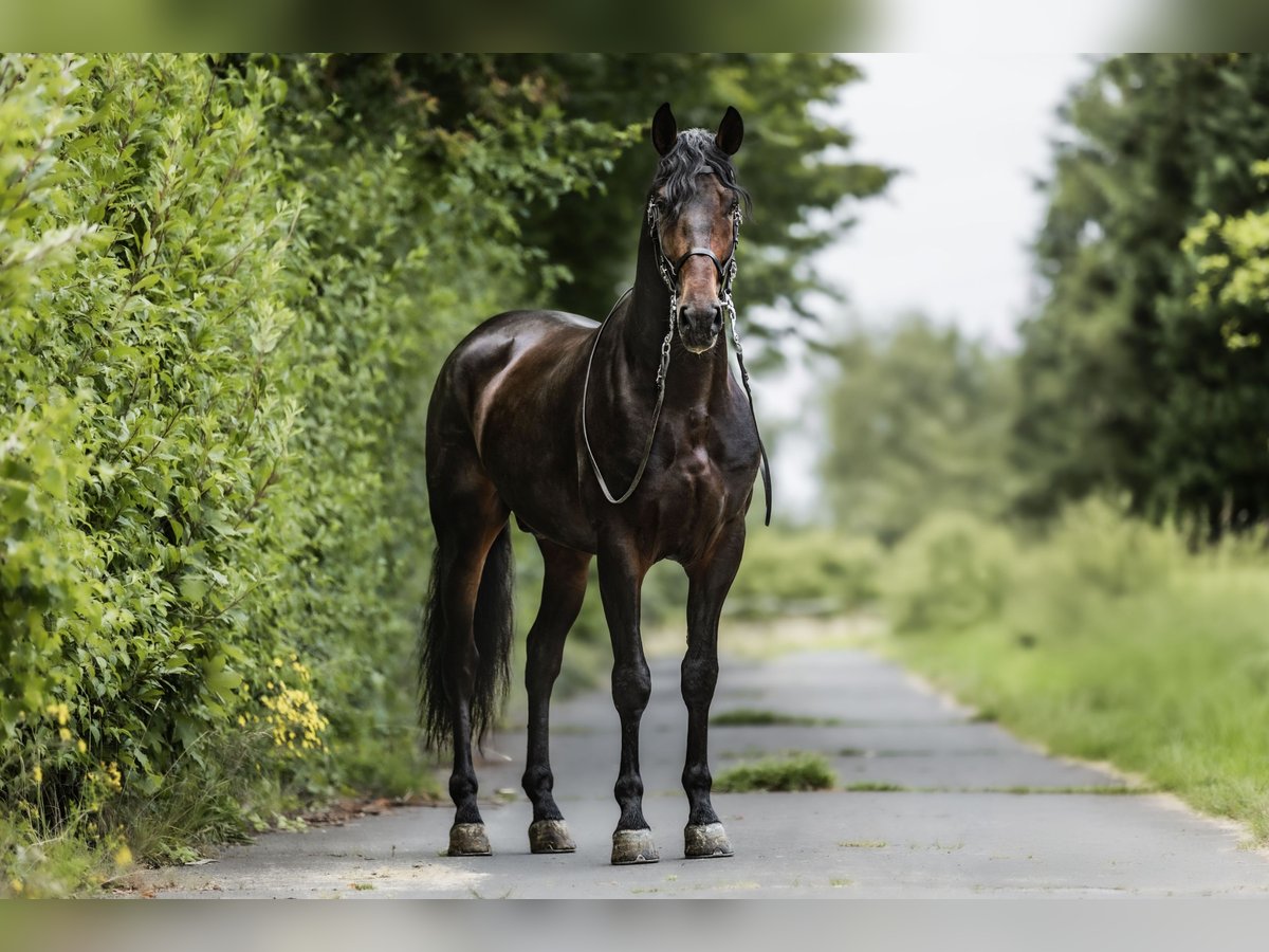 PRE Hongre 4 Ans 165 cm Bai brun foncé in Windhagen