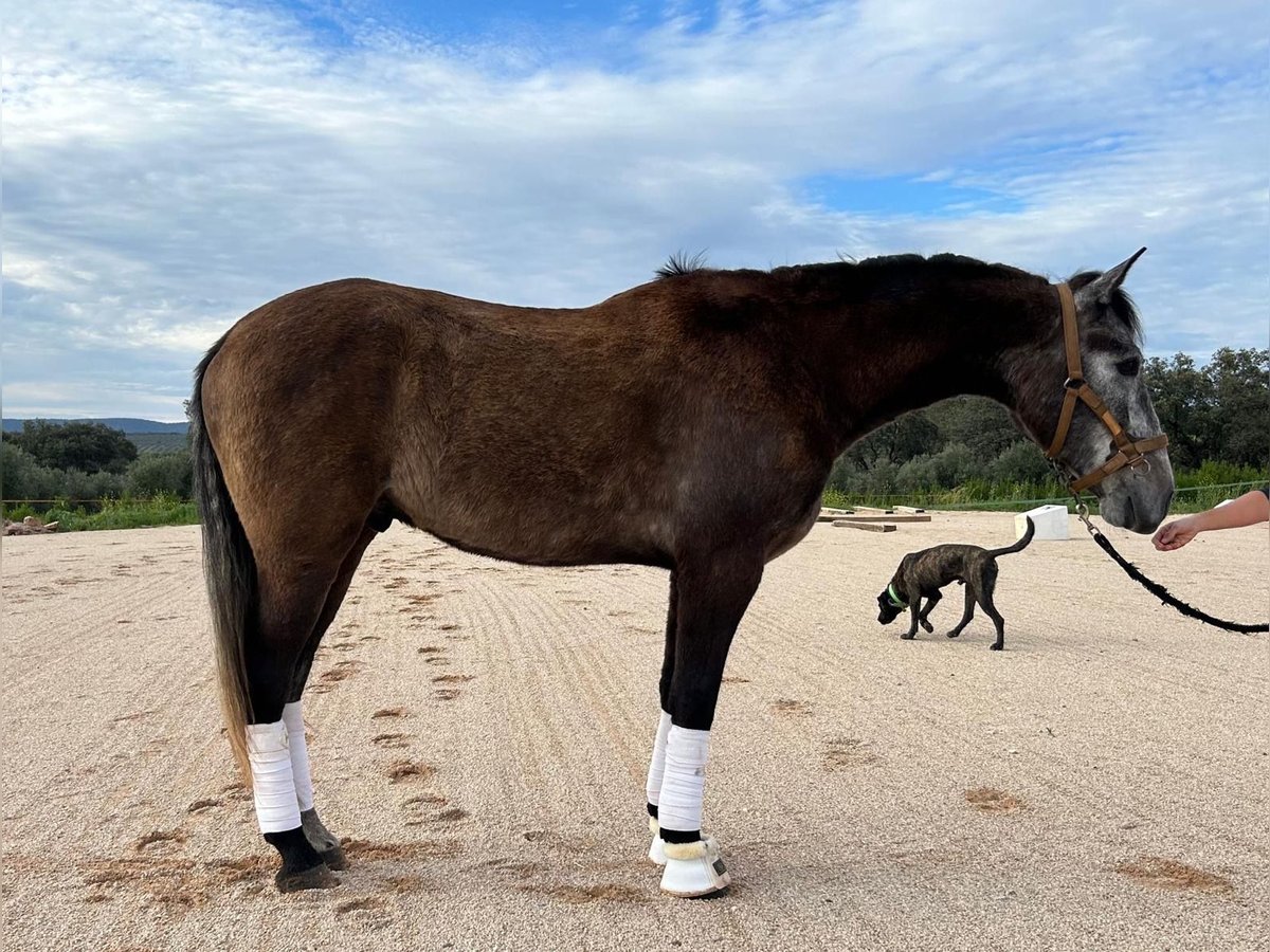 PRE Hongre 4 Ans 165 cm Gris in CHICLANA DE SEGURA