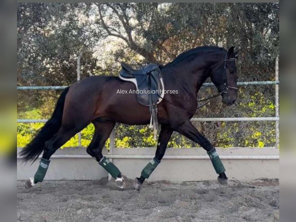 PRE Croisé Hongre 4 Ans 166 cm Bai brun in Sevilla