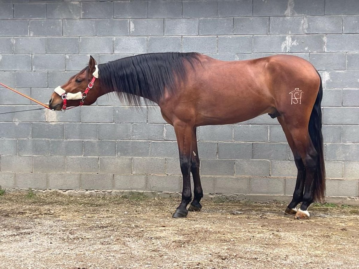 PRE Hongre 4 Ans 170 cm Bai clair in Barbera Del Valles