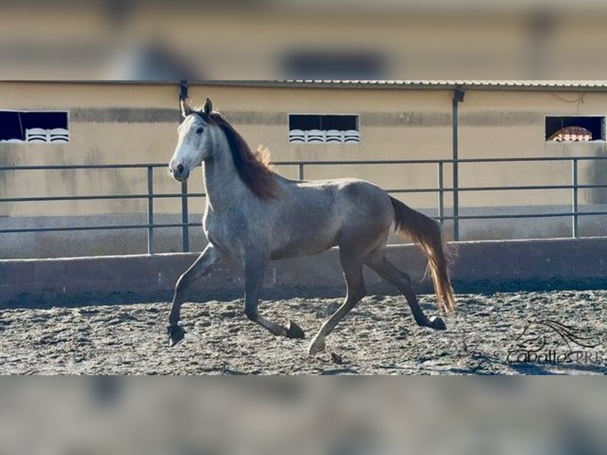 PRE Croisé Hongre 4 Ans 170 cm Gris in Barcelona