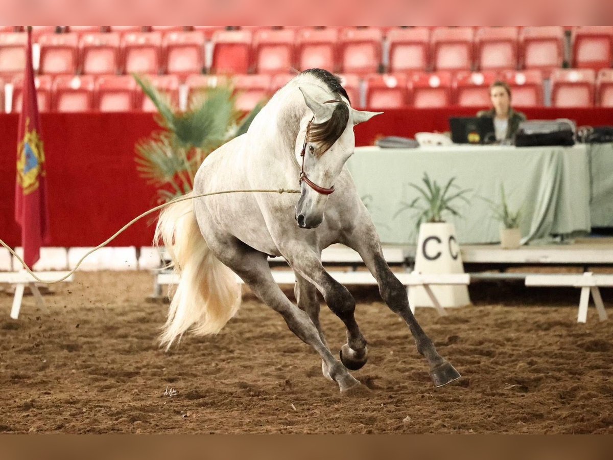 PRE Hongre 4 Ans 172 cm Gris in Deltebre