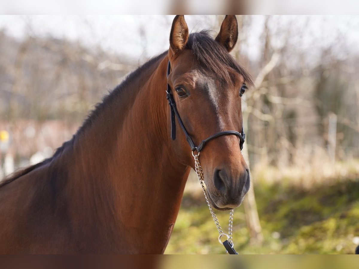 PRE Croisé Hongre 4 Ans Bai clair in Krumbach