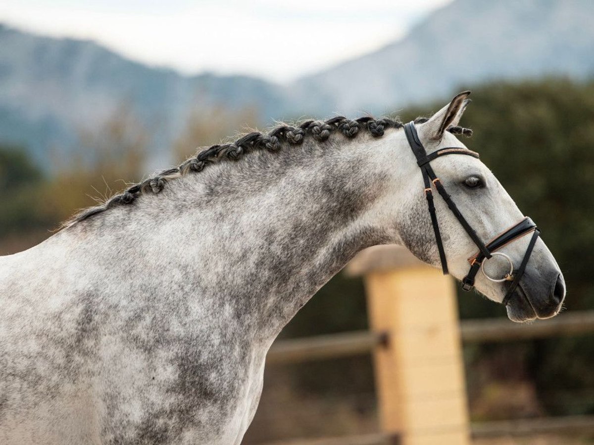 PRE Croisé Hongre 5 Ans 161 cm Gris in Navas Del Madroño