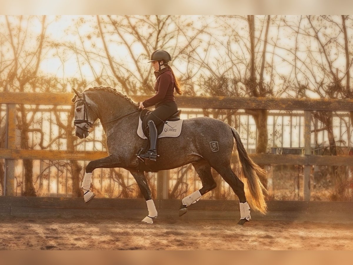 PRE Croisé Hongre 5 Ans 165 cm Gris in Grebenhain