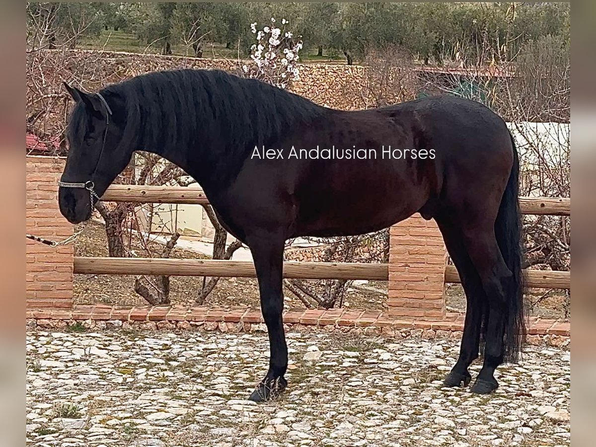 PRE Croisé Hongre 5 Ans 165 cm Noir in Sevilla