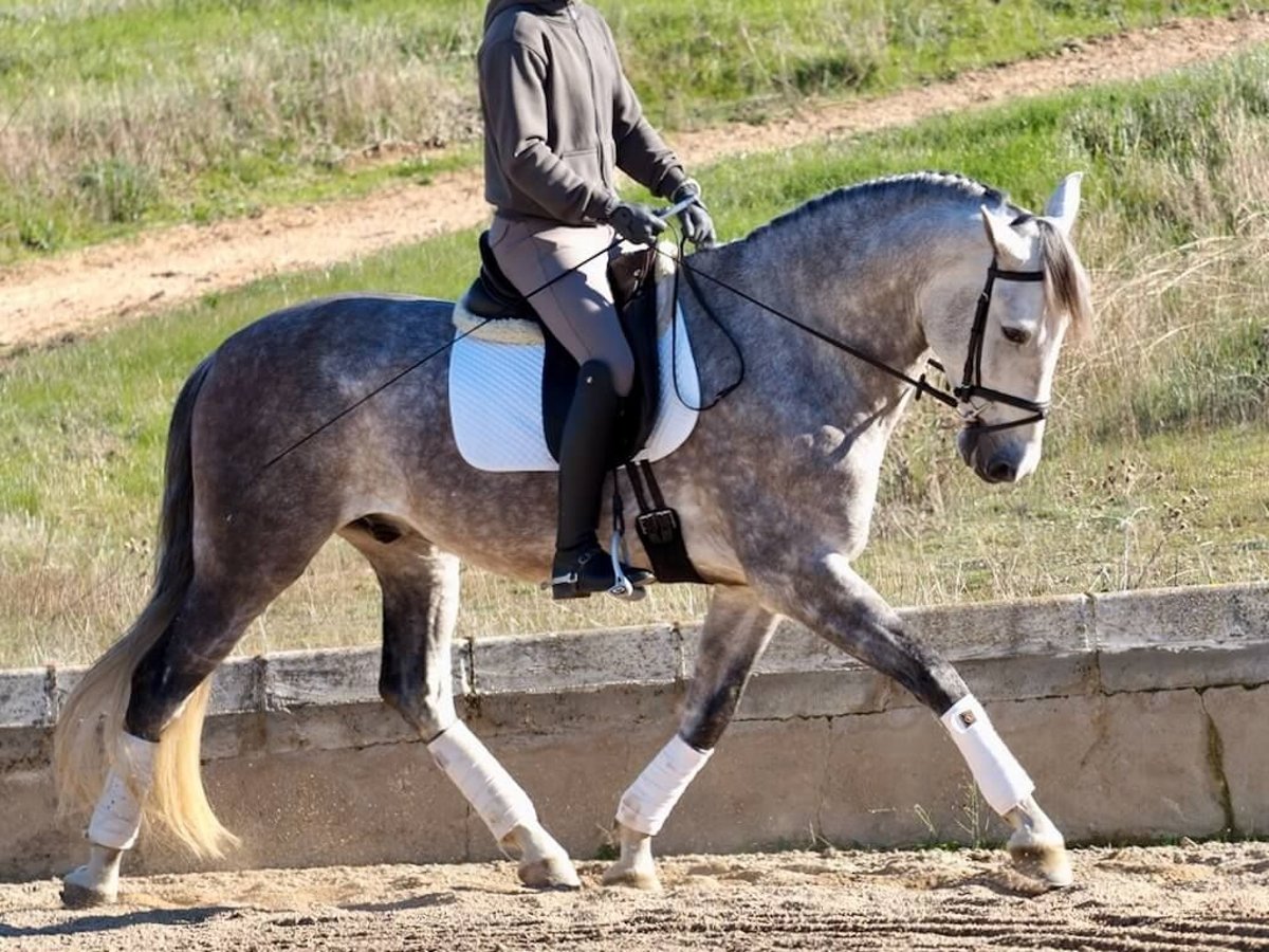 PRE Croisé Hongre 5 Ans 166 cm Gris in Navas Del Madroño