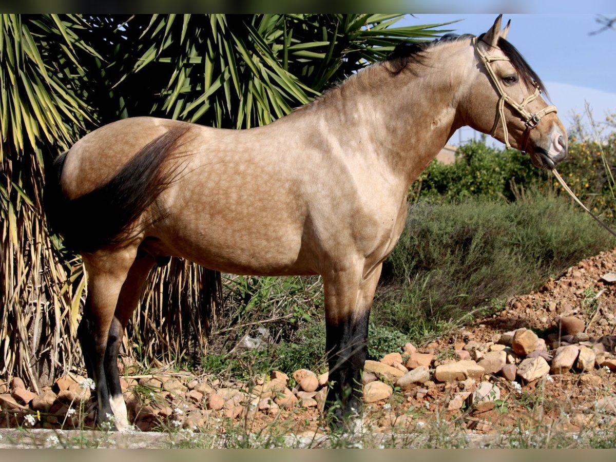 PRE Croisé Hongre 6 Ans 159 cm Buckskin in Valencia