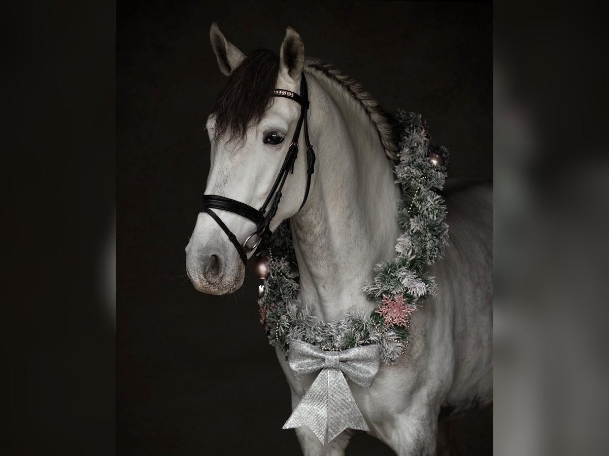 PRE Hongre 6 Ans 160 cm Gris in Koningshooikt