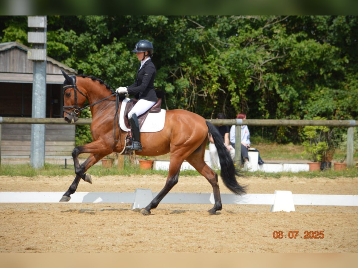 PRE Croisé Hongre 6 Ans 162 cm Bai cerise in Sainte-Suzanne-et-Chammes
