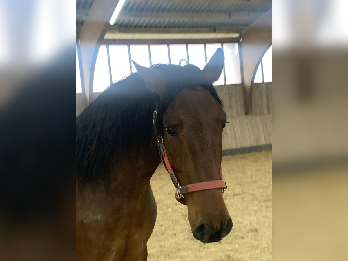 PRE Croisé Hongre 6 Ans 162 cm Bai in Utting am Ammersee